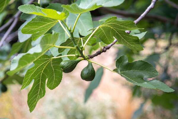 How To Grow A Fig Tree From A Cutting