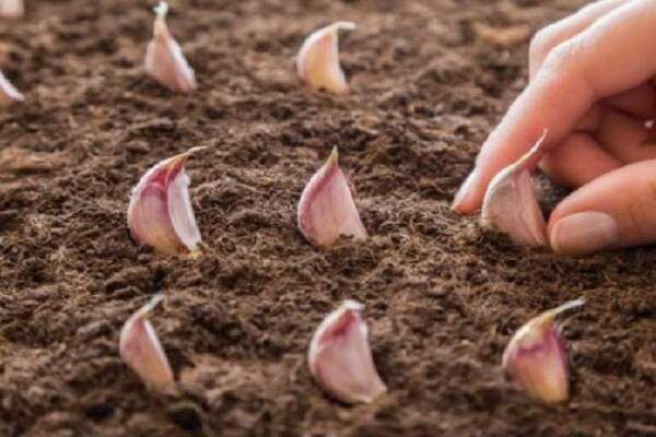 How To Plant Garlic