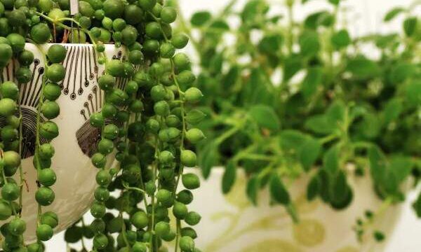 How To Propagate String Of Pearls Plant