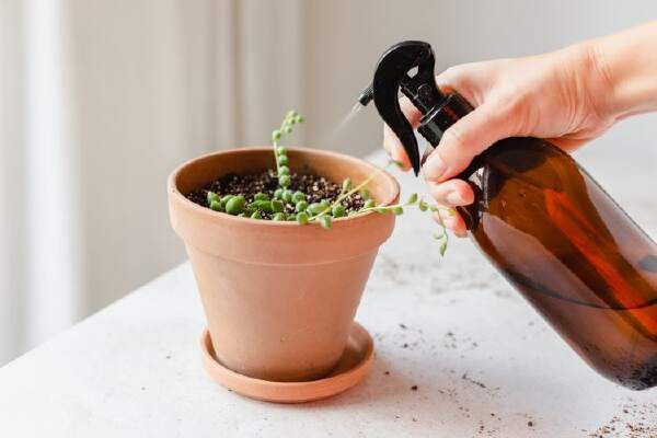 How To Propagate String Of Pearls Plant