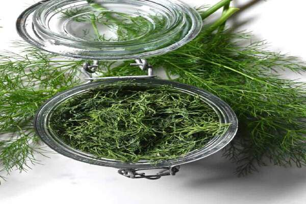 How To Dry Dill