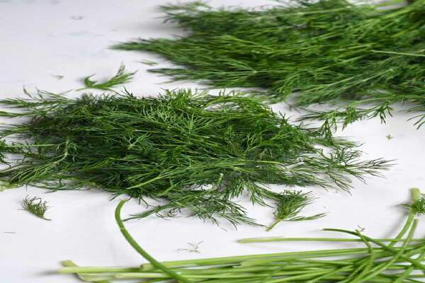 How To Dry Dill