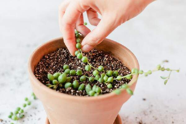 How To Propagate String Of Pearls Plant